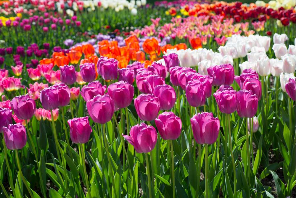 Tulipan 'Purple Pride' (Storkøb) - 80 løg